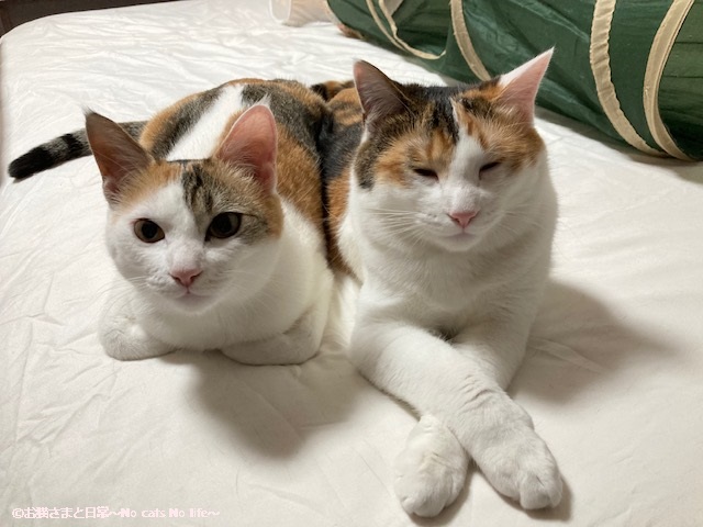 三毛猫姉妹