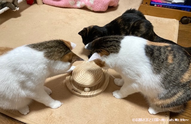 おもちゃで遊ぶ三姉妹猫
