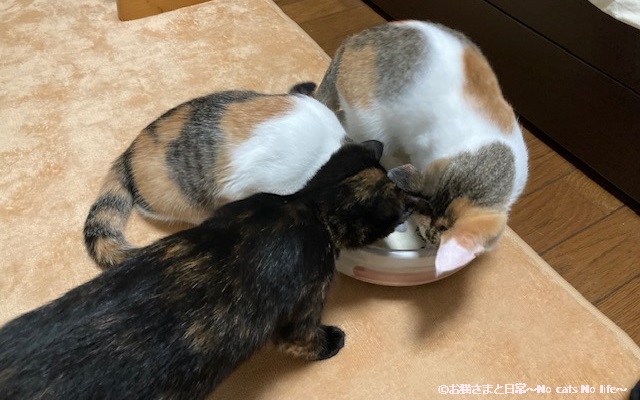 土鍋に集まる三姉妹の子猫