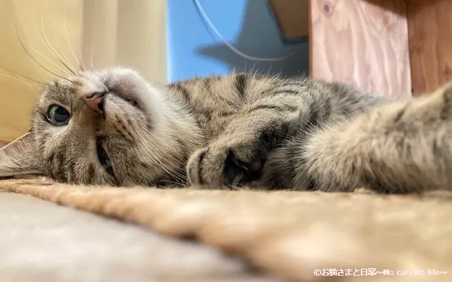 クネクネするキジトラ