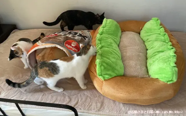 ホットドッグと三姉妹猫