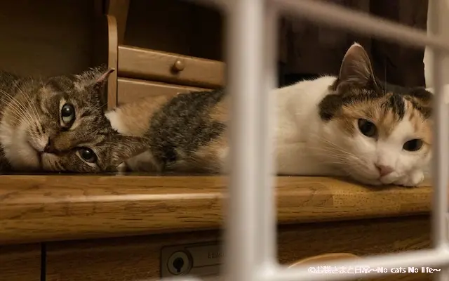 母猫と子猫の三毛猫