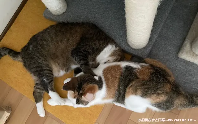 母猫と子猫の三毛猫