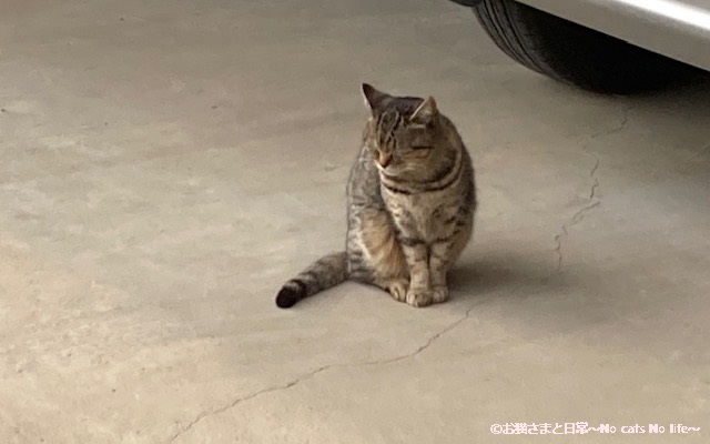 ちょこんと座るキジトラちゃん