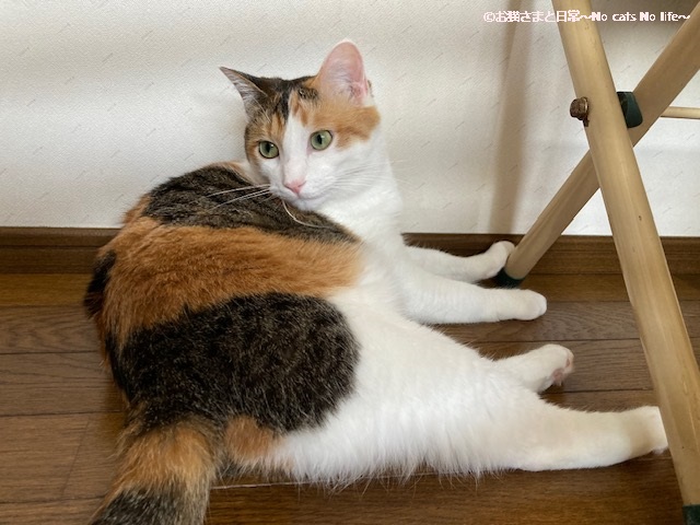 可愛い三毛猫