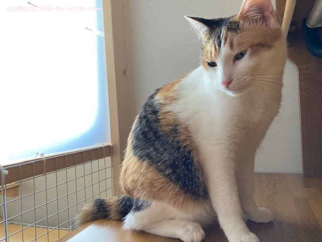 美しい三毛猫