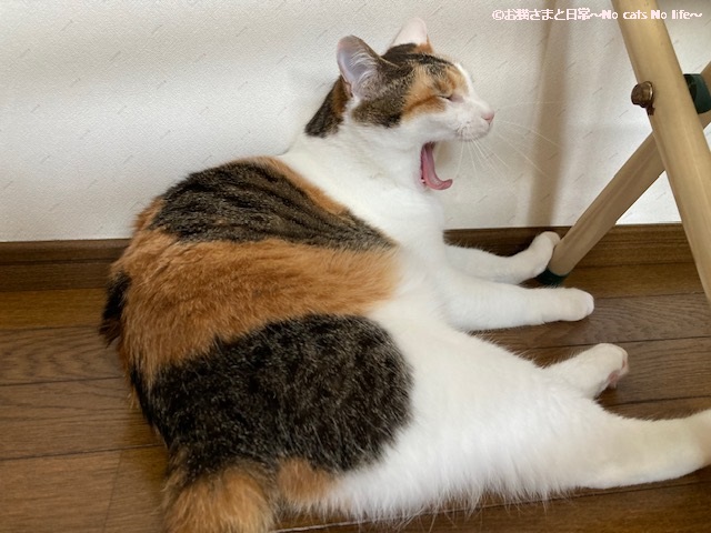 三姉妹の中で一番気難しい？三毛猫 | お猫さまと日常〜No cats No life〜