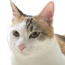 みぃちゃん