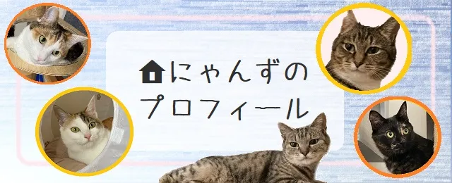 猫のプロフィール