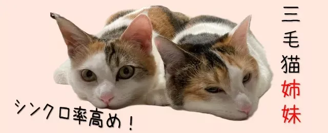 三毛猫さま専用ページアクセサリー - mirabellor.com