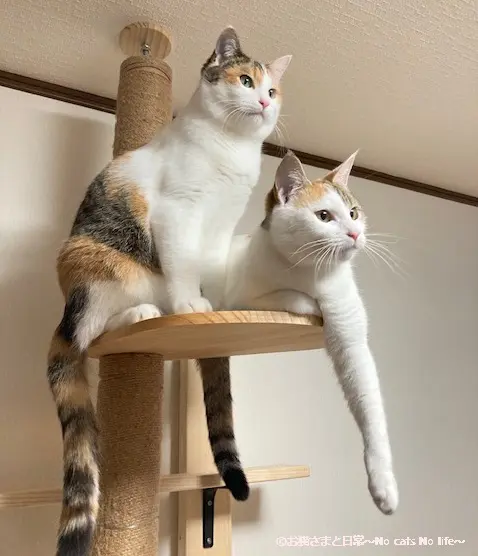 キャットタワーの三毛猫姉妹