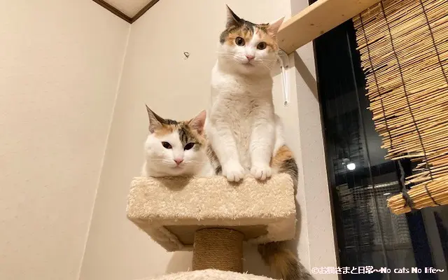 キャットタワーに三毛猫２匹