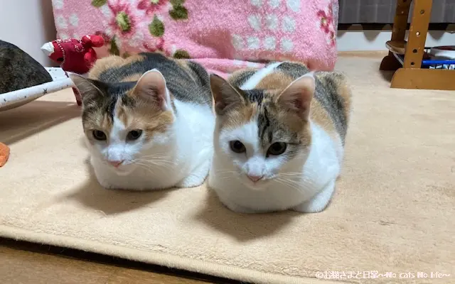 三毛猫のシンクロ姉妹