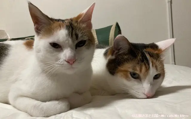 三毛猫２匹