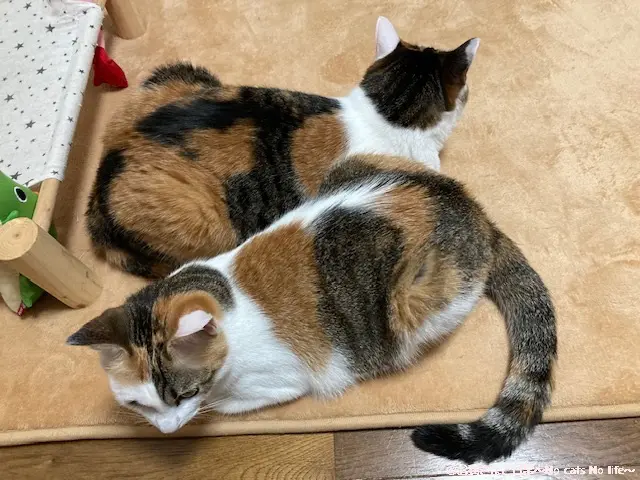 三毛猫２匹