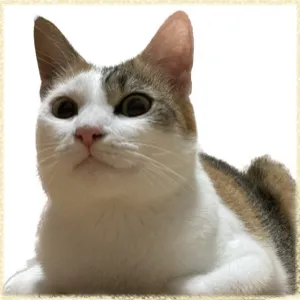 三毛猫