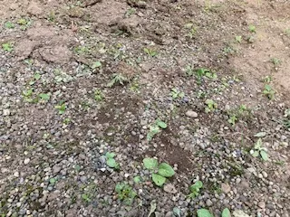 7月：草取り後