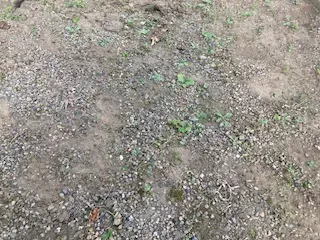 7月：草取り後１週間経過