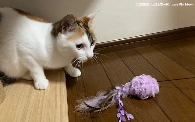 三毛猫とおもちゃ