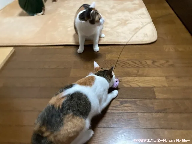 三毛猫とおもちゃ