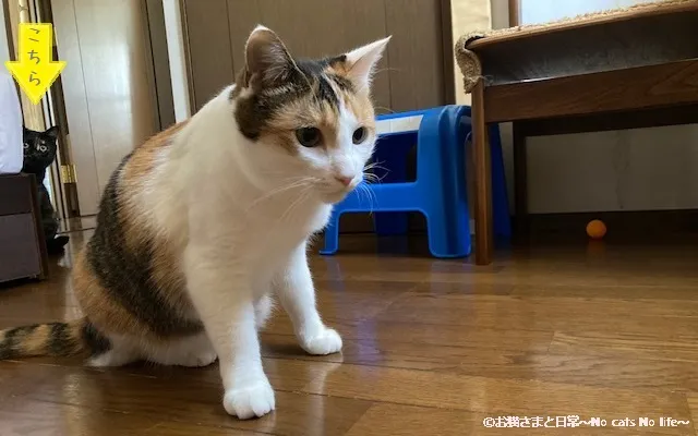 見守る姉妹猫