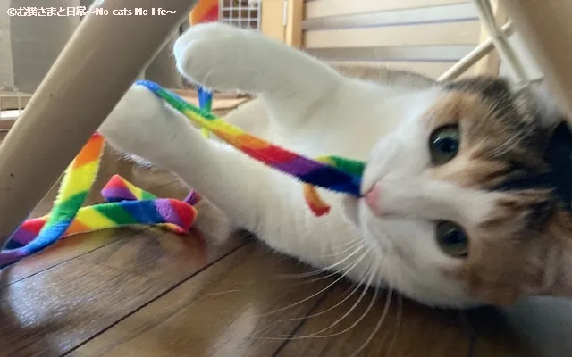 リボンで遊ぶ三毛猫