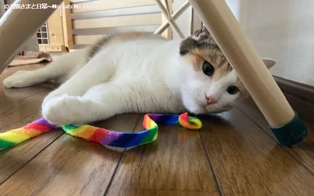 リボンで遊ぶ三毛猫