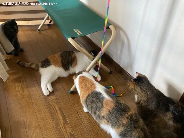 リボンで遊ぶ親子猫