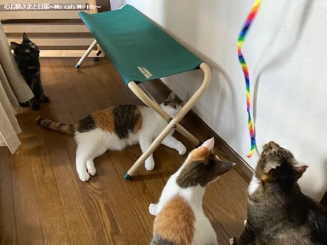 リボンで遊ぶ親子猫