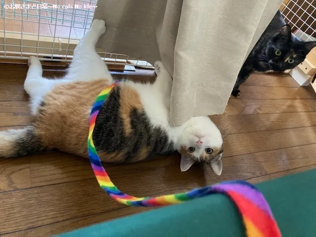 リボンで遊ぶ三毛猫