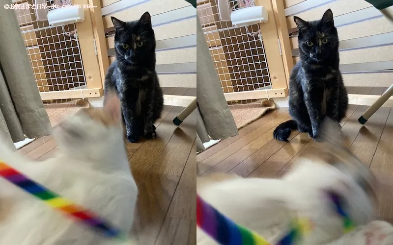 見守るサビ猫