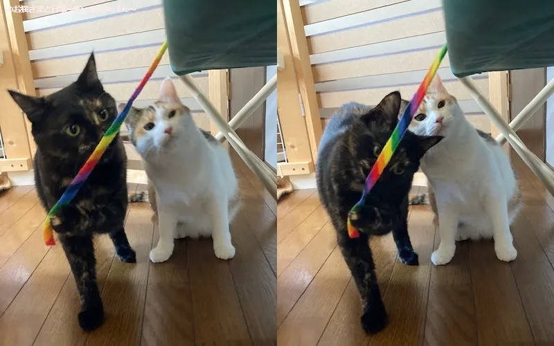 リボンで遊ぶサビ猫