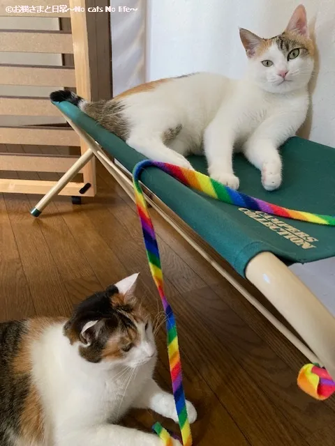 リボンで遊ぶ三毛猫姉妹