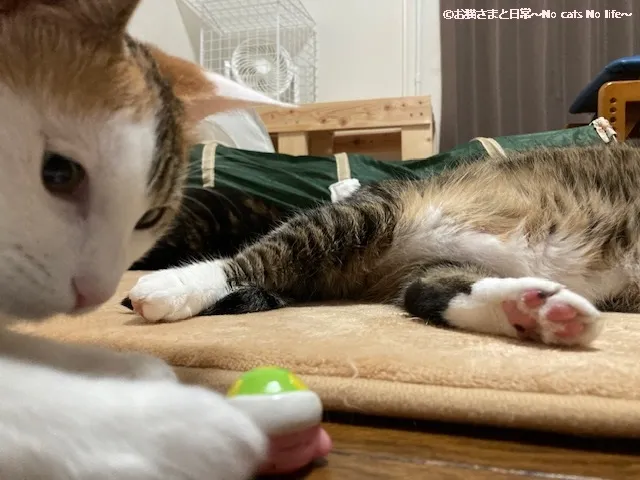 三毛猫とカービィ