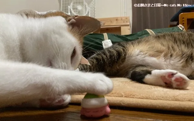 三毛猫とカービィ