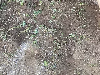 8月：草取り後
