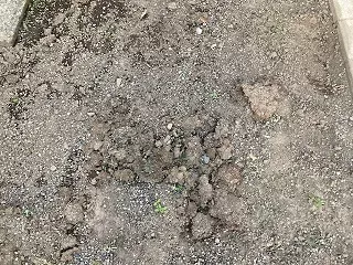 8月：草取り後1日目