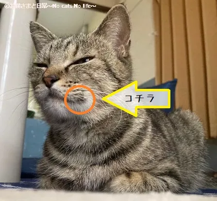 ニキビが口角の上に出来ています