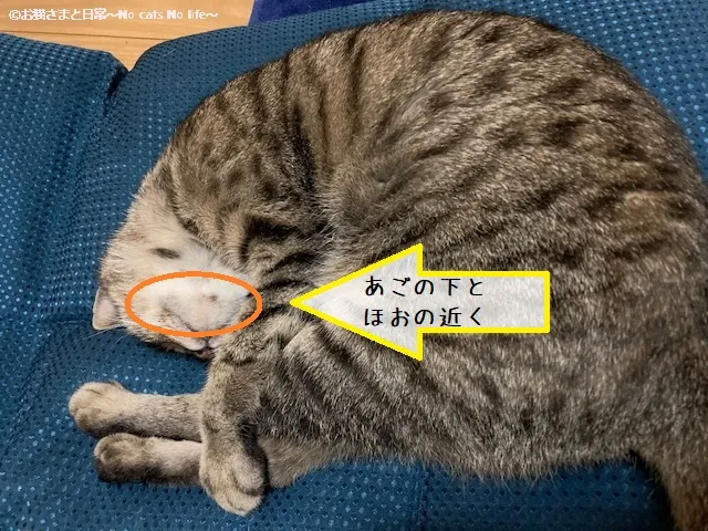 猫ニキビ経過観察7/14