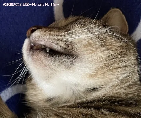 猫ニキビ経過観察7/17