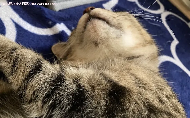 猫ニキビ経過観察7/17