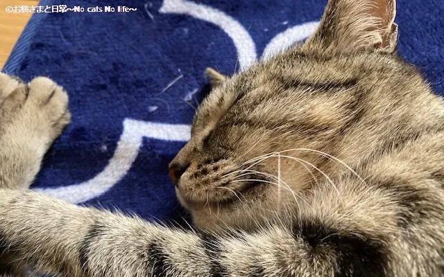猫ニキビ経過観察7/20