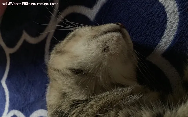猫ニキビ経過観察7/23