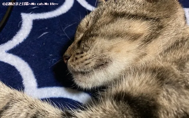 猫ニキビ経過観察8/2