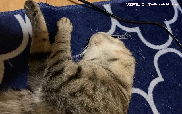 猫ニキビ経過観察8/2