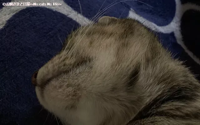 猫ニキビ経過観察7/25