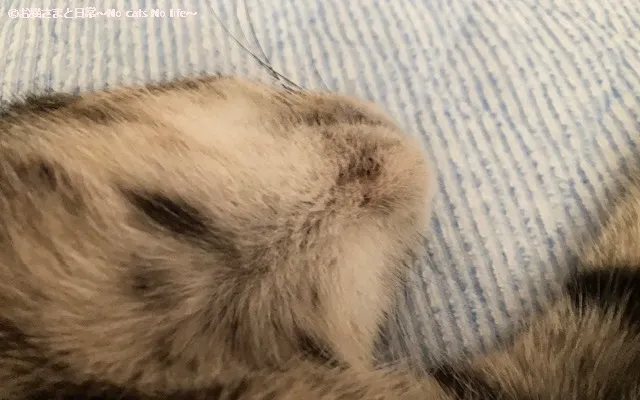 猫ニキビ経過観察7/27