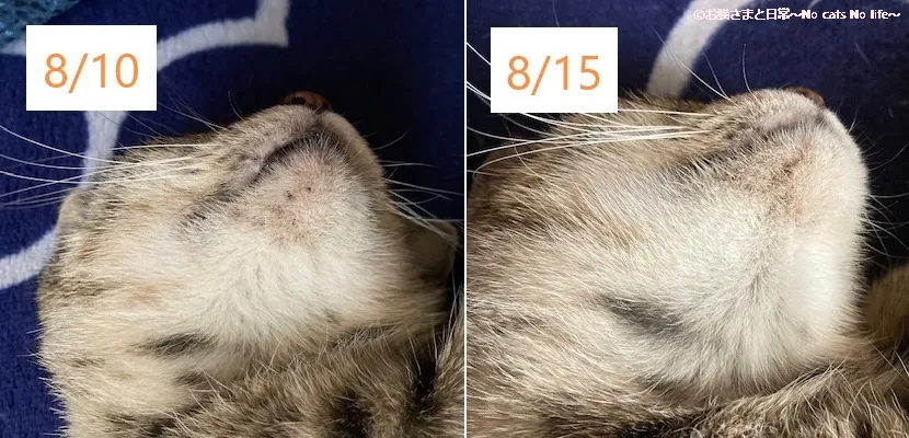 猫ニキビ経過観察8/10-8/15