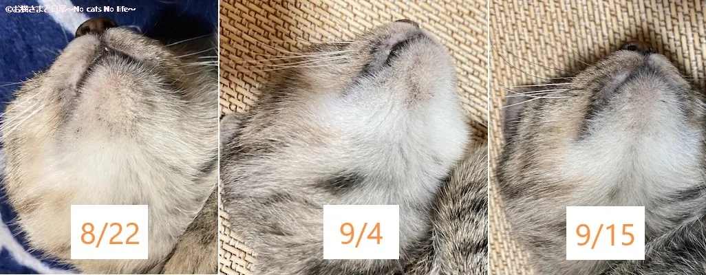 猫ニキビ経過観察8/22-9/15