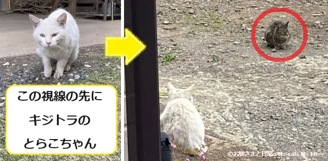 野良猫同士の出会い